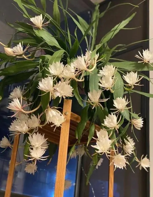老人说，6种花“名声差”，家里不能养，但是太漂亮，到底扔不扔 第43张