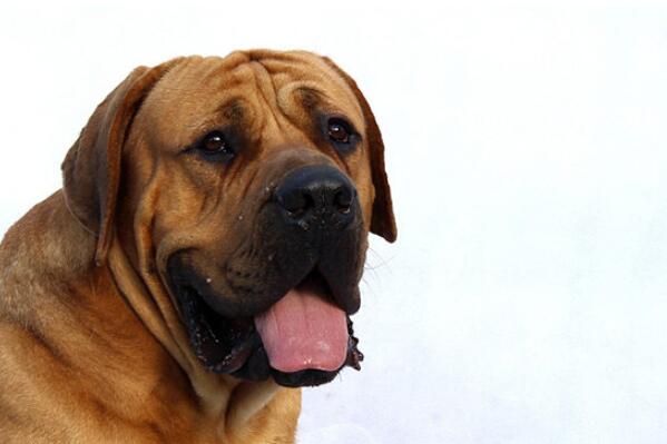 中国十大城市禁养犬,城市不允许养的狗排行榜前十名 第3张