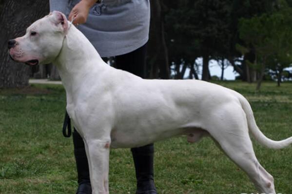 中国十大城市禁养犬,城市不允许养的狗排行榜前十名 第5张