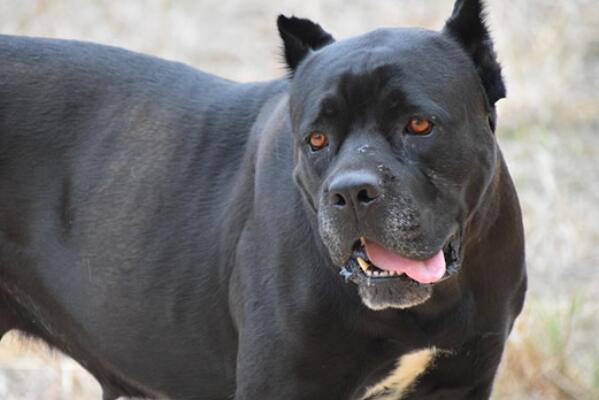 中国十大城市禁养犬,城市不允许养的狗排行榜前十名 第13张