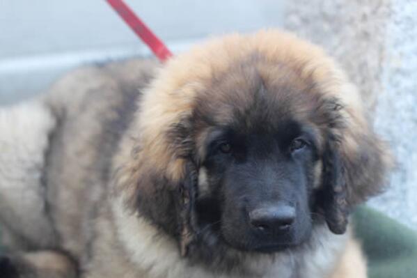 中国十大城市禁养犬,城市不允许养的狗排行榜前十名 第15张
