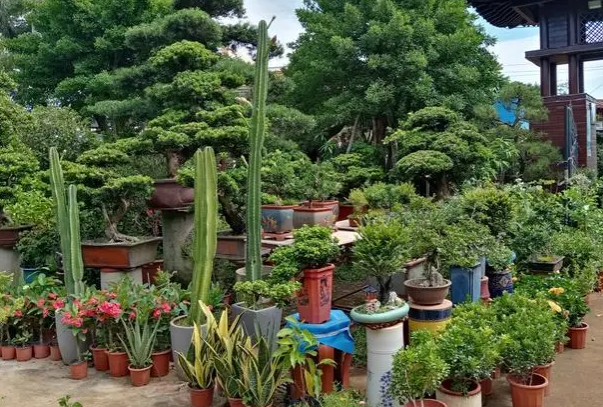 中国十大花木交易市场,国内花木批发市场排名前十 第17张