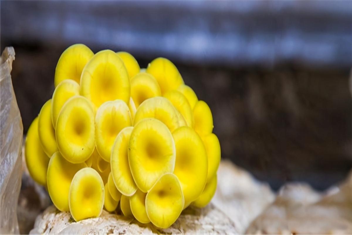 中国十大野生菌排名 国内有什么野生菌品种 第13张
