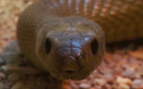 蛇的毒性排名（盘点世界上最危险的毒蛇 TOP10）