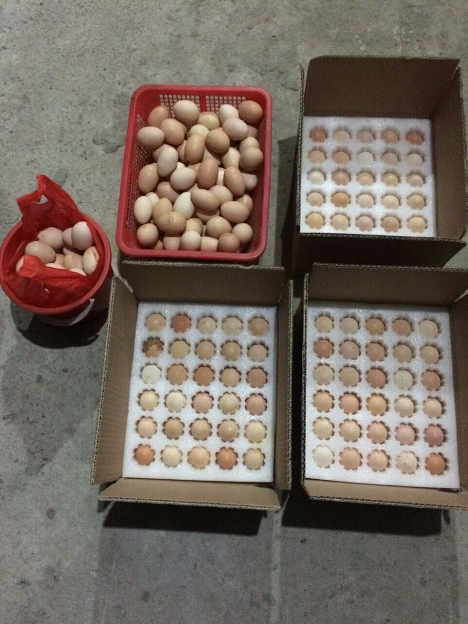 如何识别土鸡蛋的好坏（真正的土鸡蛋识别方法） 第1张