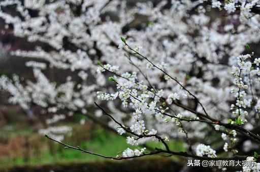 如何解决代沟问题（消除代沟的方法建议） 第11张