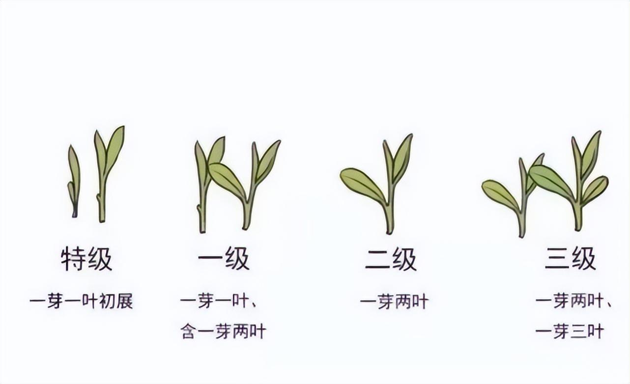 怎么看茶叶好不好（区分茶叶好坏的方法） 第5张