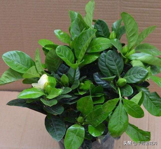 栀子花秋天怎么养才好（栀子花秋季养护方法） 第3张