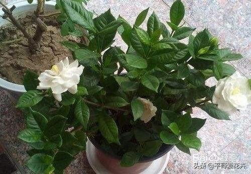 栀子花秋天怎么养才好（栀子花秋季养护方法） 第9张