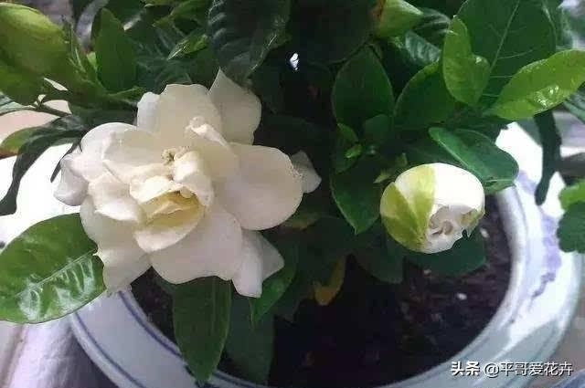 栀子花秋天怎么养才好（栀子花秋季养护方法） 第15张