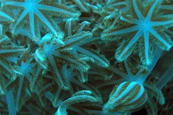 最美的10大海洋动物,海洋中最美丽的优雅生物排名前十 第1张