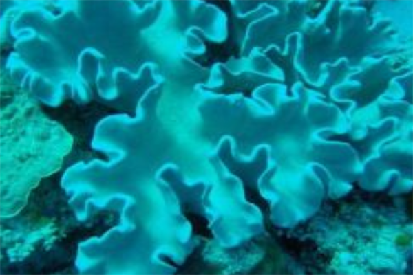 最美的10大海洋动物,海洋中最美丽的优雅生物排名前十 第3张