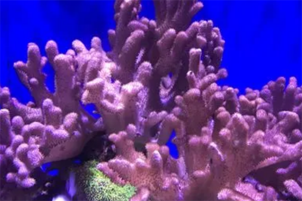 最美的10大海洋动物,海洋中最美丽的优雅生物排名前十 第9张