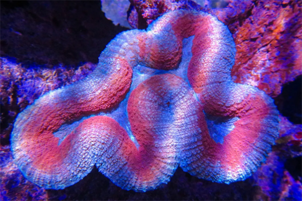 最美的10大海洋动物,海洋中最美丽的优雅生物排名前十 第11张
