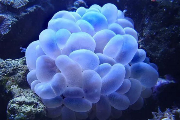 最美的10大海洋动物,海洋中最美丽的优雅生物排名前十 第13张