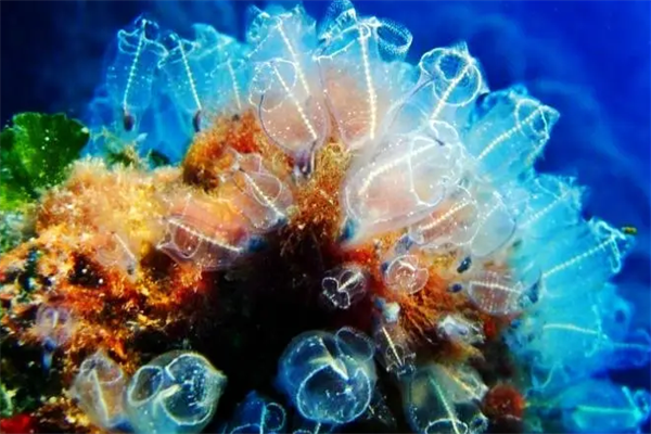 最美的10大海洋动物,海洋中最美丽的优雅生物排名前十 第17张