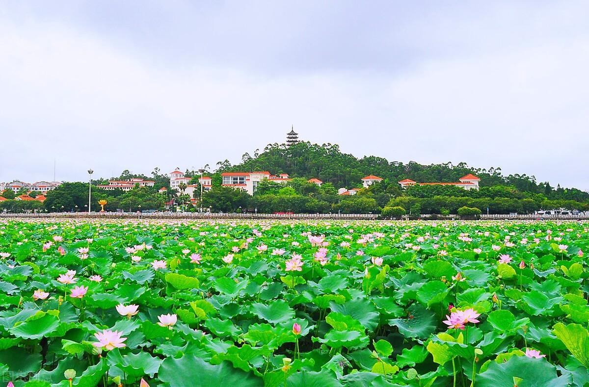 东莞哪里好玩（东莞10处好玩又免费景点推荐） 第29张
