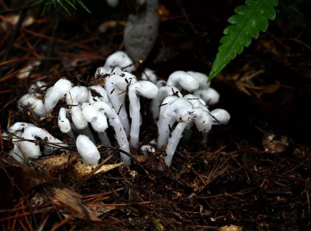 水晶兰为什么叫死亡之花（详解水晶兰植物特点） 第5张
