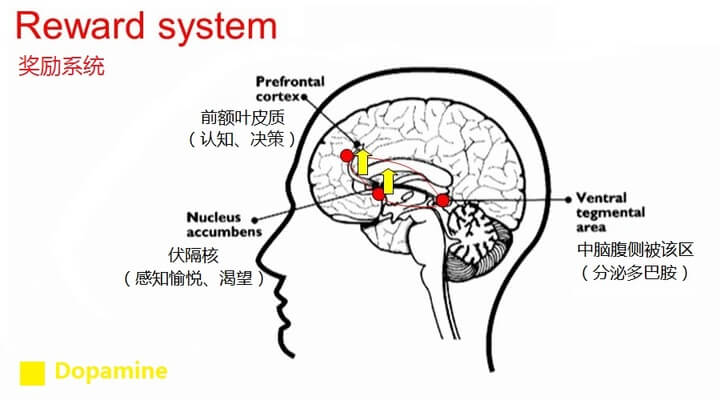 手机将影响体内的多巴胺和皮质醇 第5张
