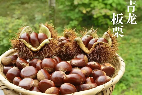 全国板栗十大排行,全国哪里的板栗最出名 第1张