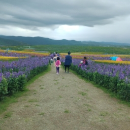 6月开什么花(六月迎接繁花盛景，中文文化瑰宝娇艳绽放) 第1张