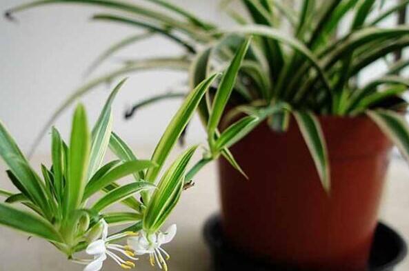 除甲醛植物十大排名,除甲醛植物都有哪些 第1张