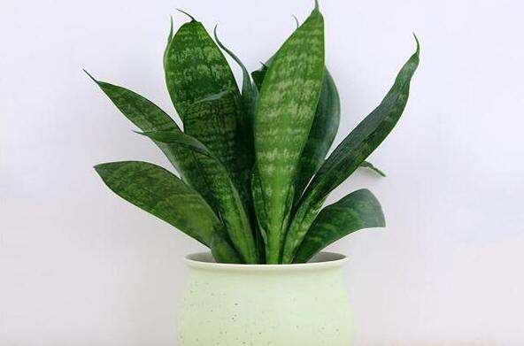 除甲醛植物十大排名,除甲醛植物都有哪些 第3张