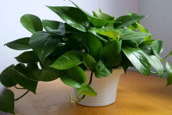 除甲醛植物十大排名,除甲醛植物都有哪些 第7张