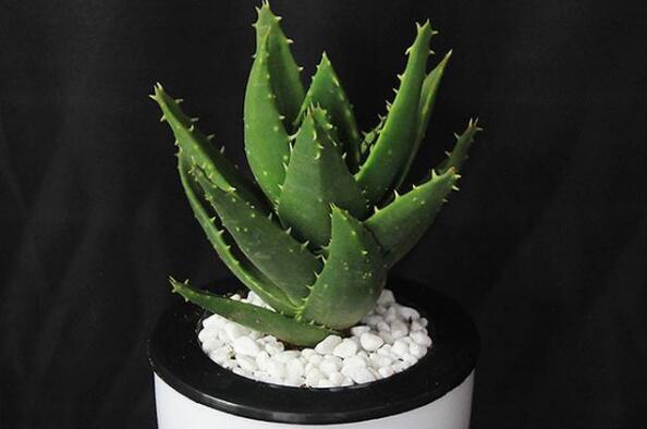 除甲醛植物十大排名,除甲醛植物都有哪些 第9张
