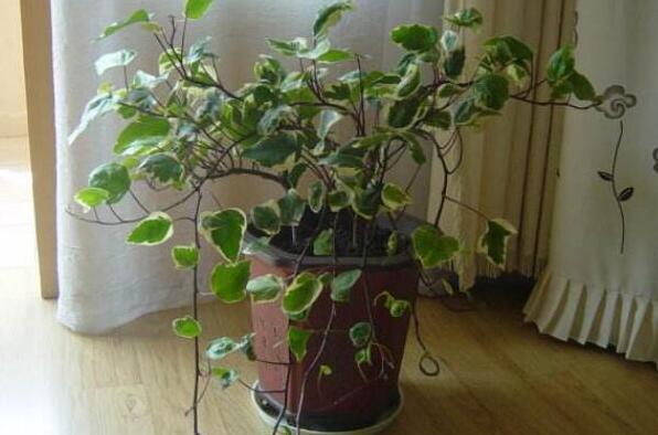 除甲醛植物十大排名,除甲醛植物都有哪些 第11张