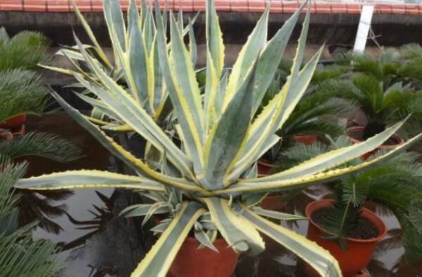 除甲醛植物十大排名,除甲醛植物都有哪些 第13张