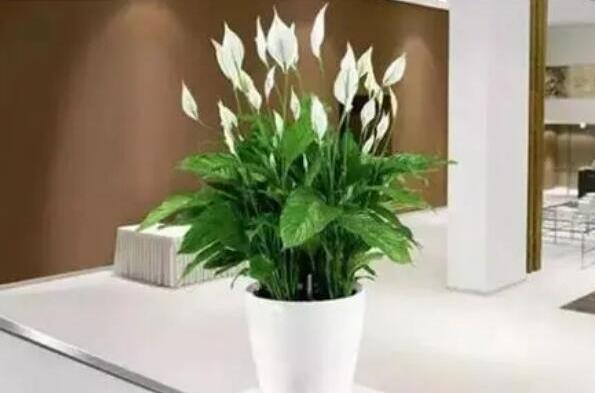 除甲醛植物十大排名,除甲醛植物都有哪些 第17张