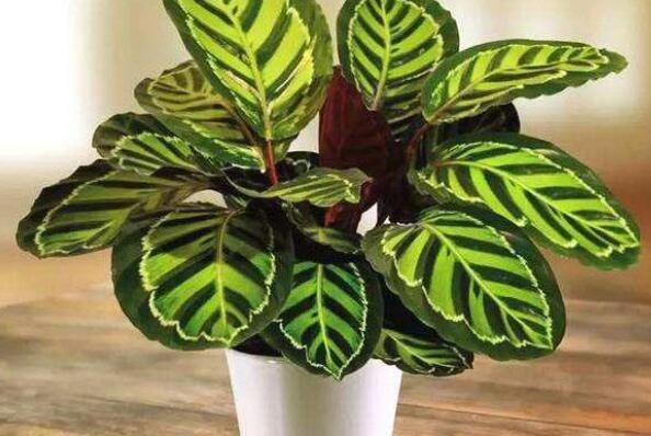 除甲醛植物十大排名,除甲醛植物都有哪些 第19张
