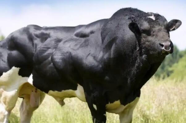 世界十大肉牛品种 世界著名牛肉品种有哪些 第3张