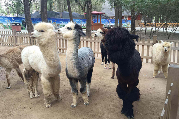 北京十大最贵景点 北京旅游比较贵的景点有哪些 第5张