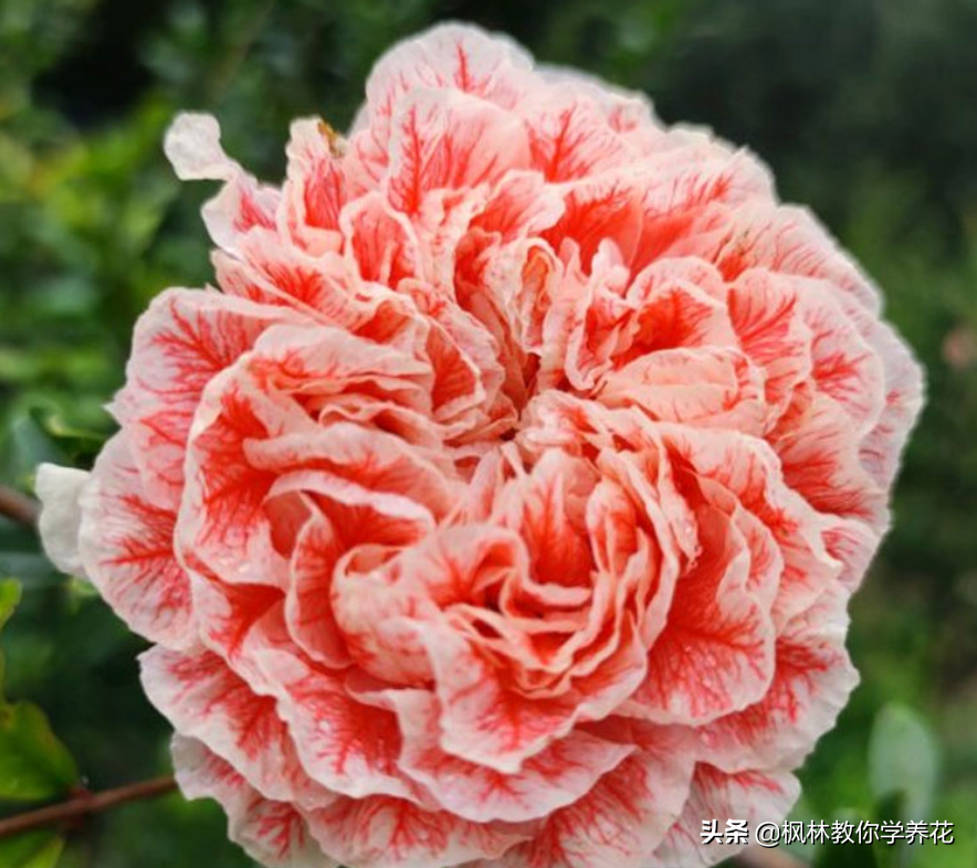 常年开花的树有哪些（推荐七种全年都开花的景观树） 第9张