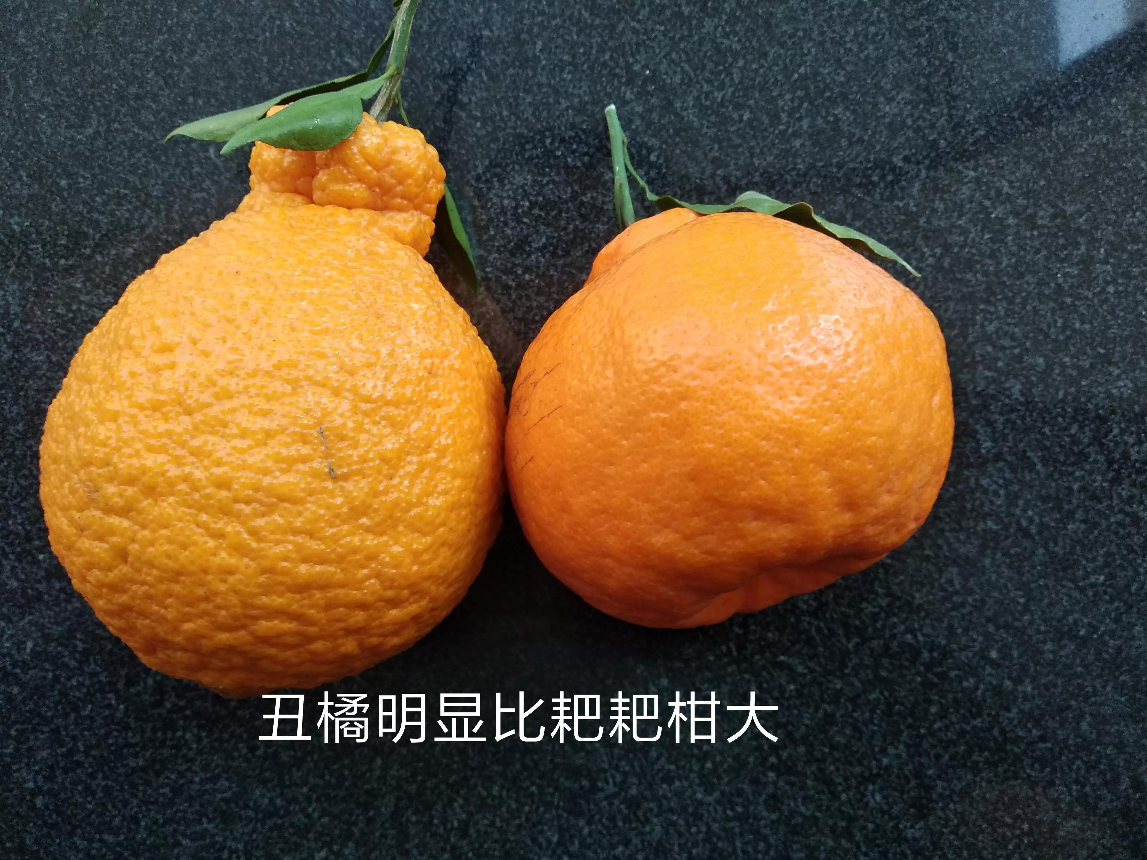 丑橘和粑粑柑有什么区别（详解两种柑橘类水果的差异） 第7张