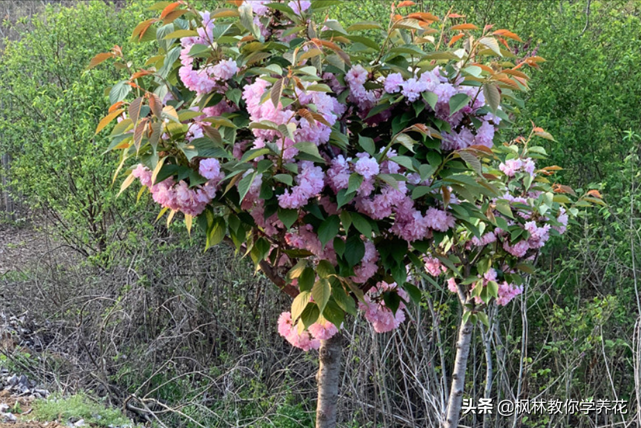 常年开花的树有哪些（推荐七种全年都开花的景观树） 第3张