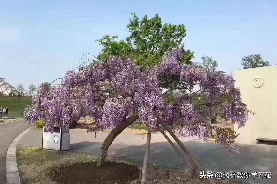 常年开花的树有哪些（推荐七种全年都开花的景观树） 第1张