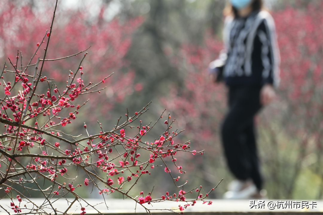 西溪湿地好玩吗（附：西溪湿地游玩攻略） 第7张