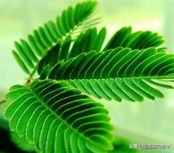 含羞草为什么会动（详解含羞草的运动机制） 第1张