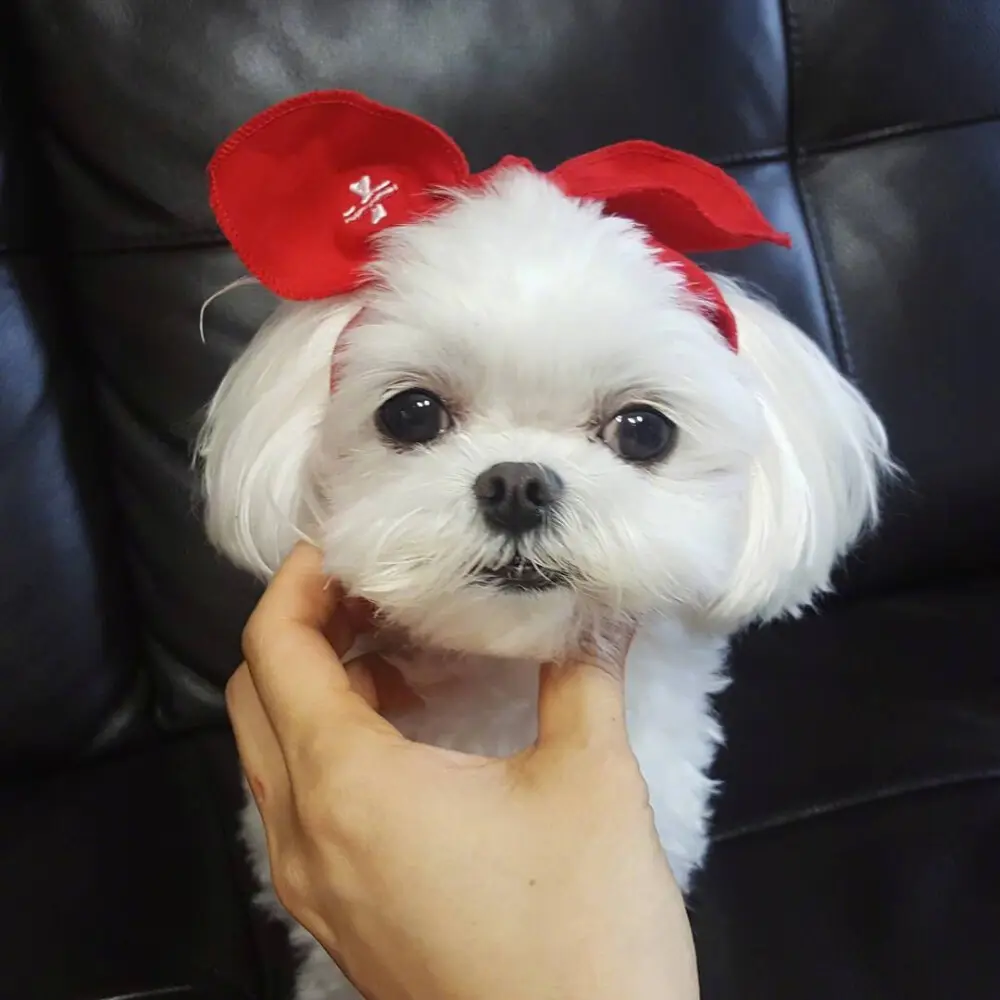 马尔济斯犬价格多少钱一只？品相一般价位都在3K-10K不等 第1张