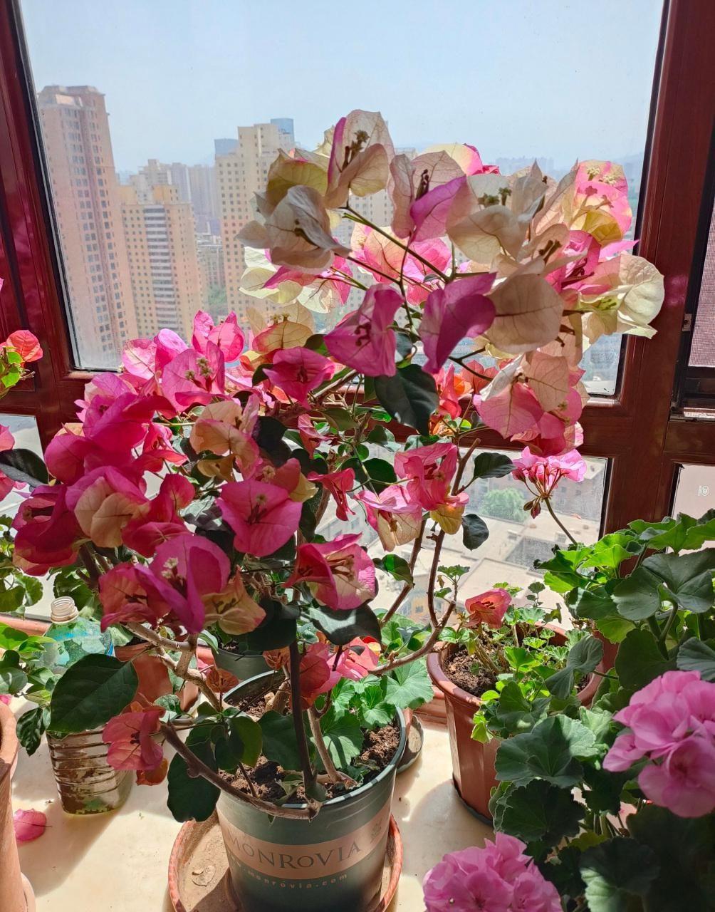 盆栽三角梅勤花品种排行（11种真正的勤花品种） 第37张