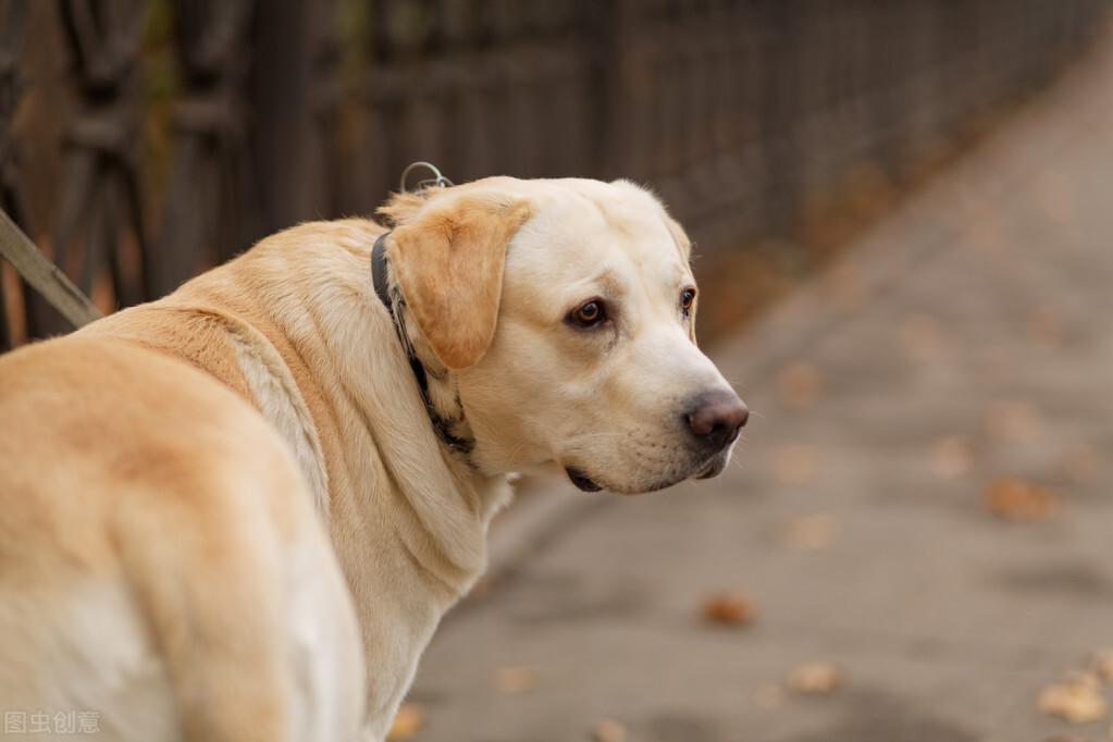 聪明的狗狗排行榜（10种最聪明的宠物狗犬种） 第7张