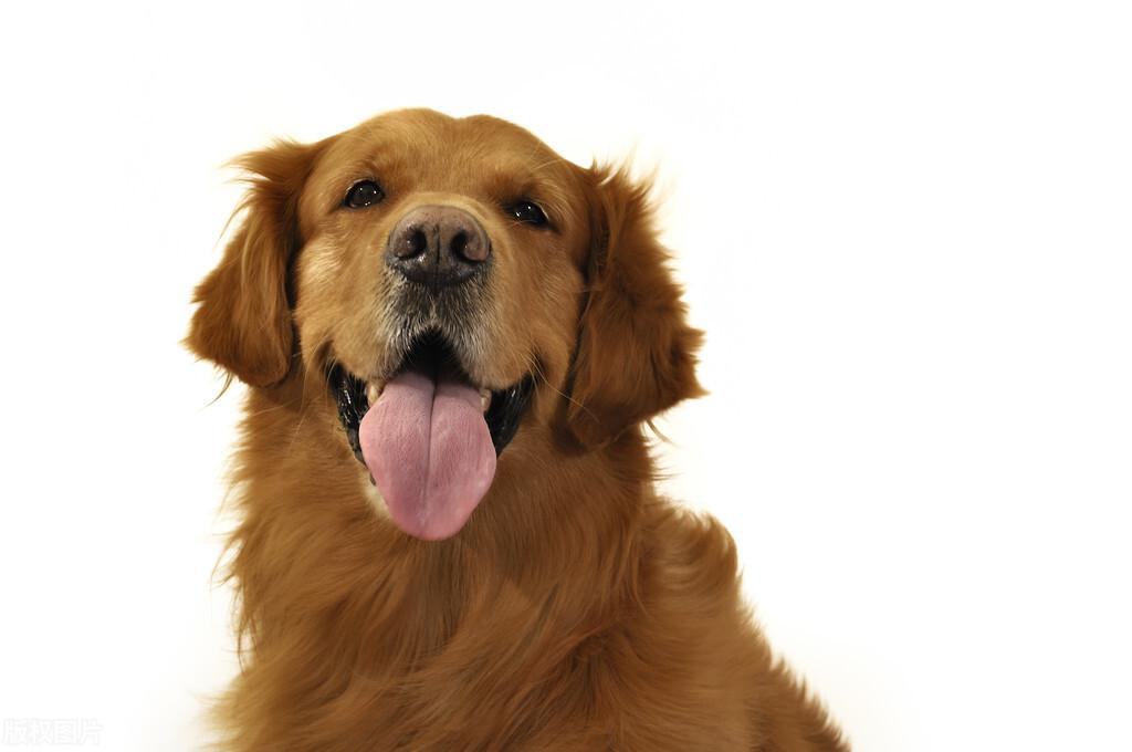 聪明的狗狗排行榜（10种最聪明的宠物狗犬种） 第13张