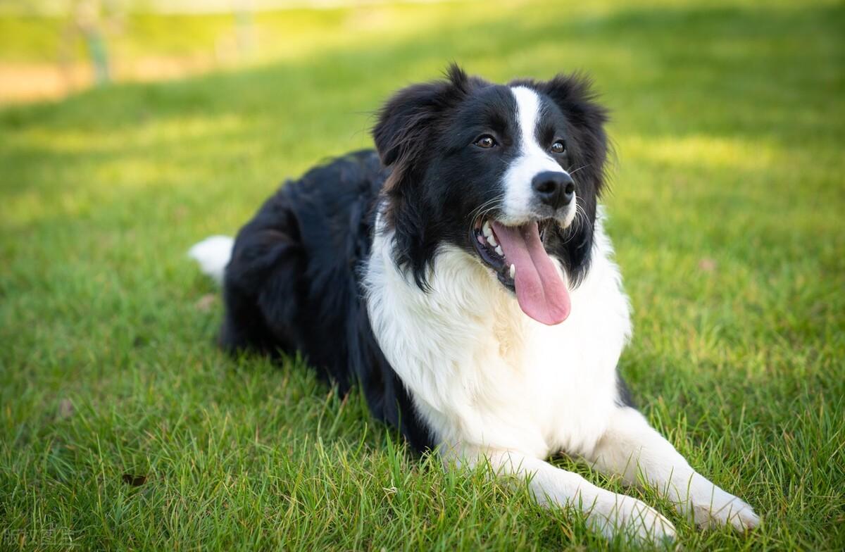 十大聪明犬排名 小型图片