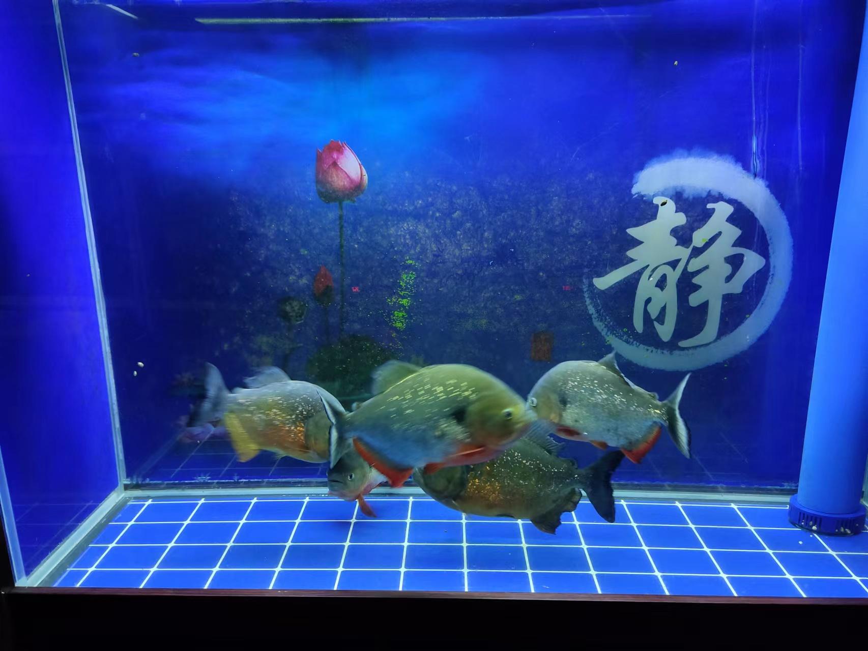 观赏鱼什么鱼最好养（盘点受鱼友欢迎的七类观赏鱼） 第13张