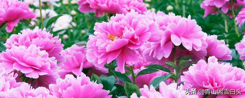 中国传统十二花神（什么样的花神在守护你） 第9张