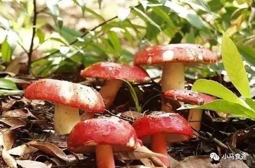 广西特产有什么值得带 去广西必带十大特产 第3张