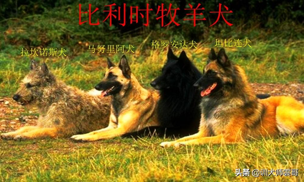 牧羊犬有哪些品种（盘点最常见的10大牧羊犬） 第3张